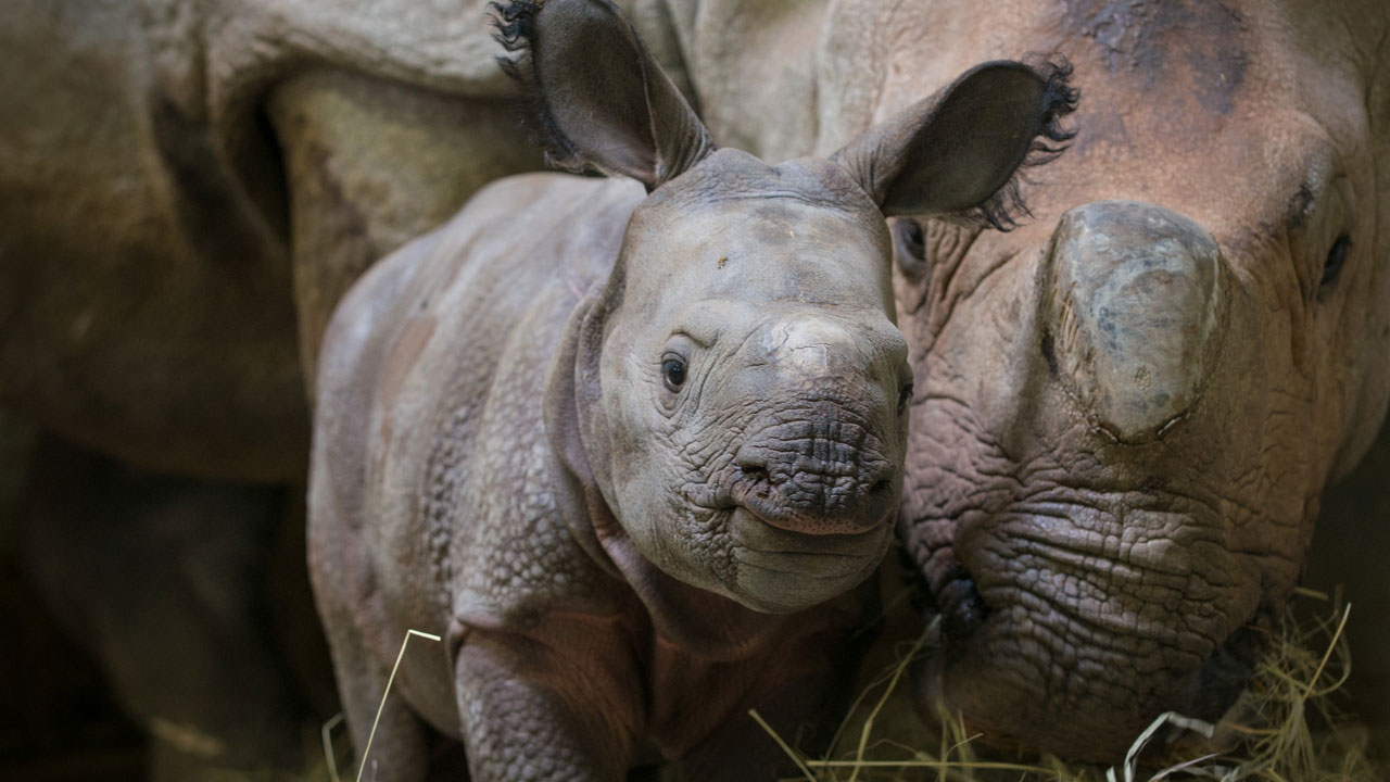 rhino-cub_207938