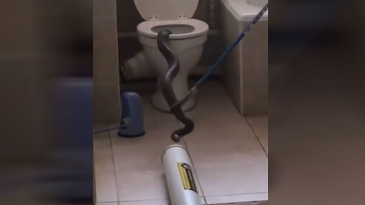 toilet-snake_214517