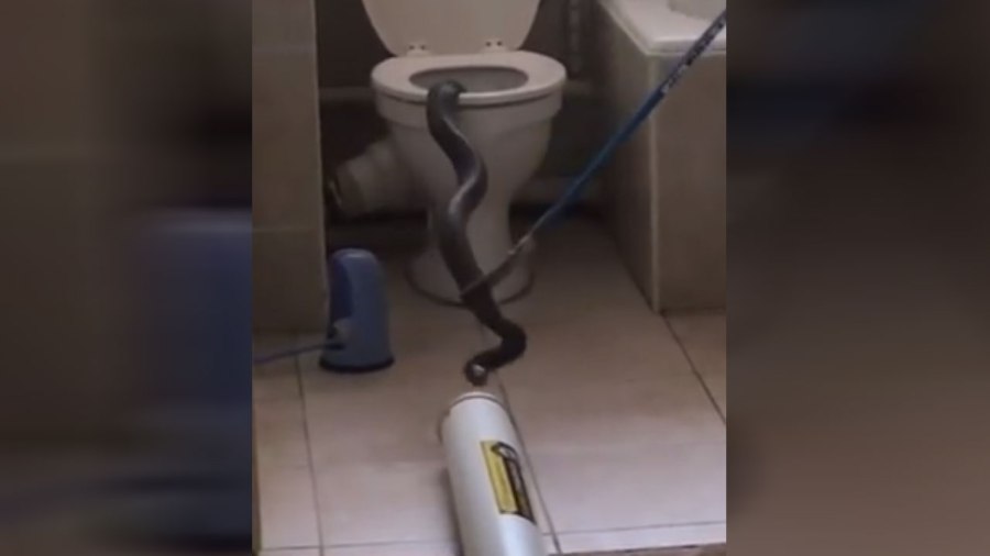 toilet-snake_214517