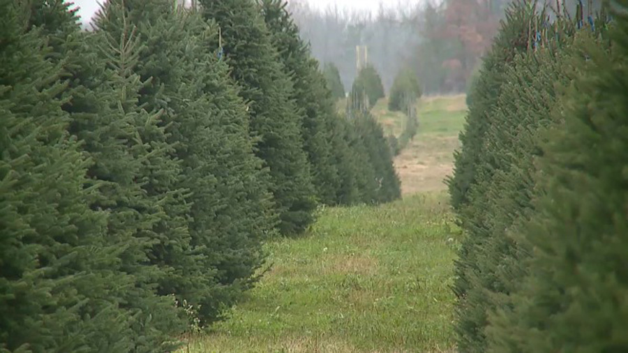 tree-farm-business_212128