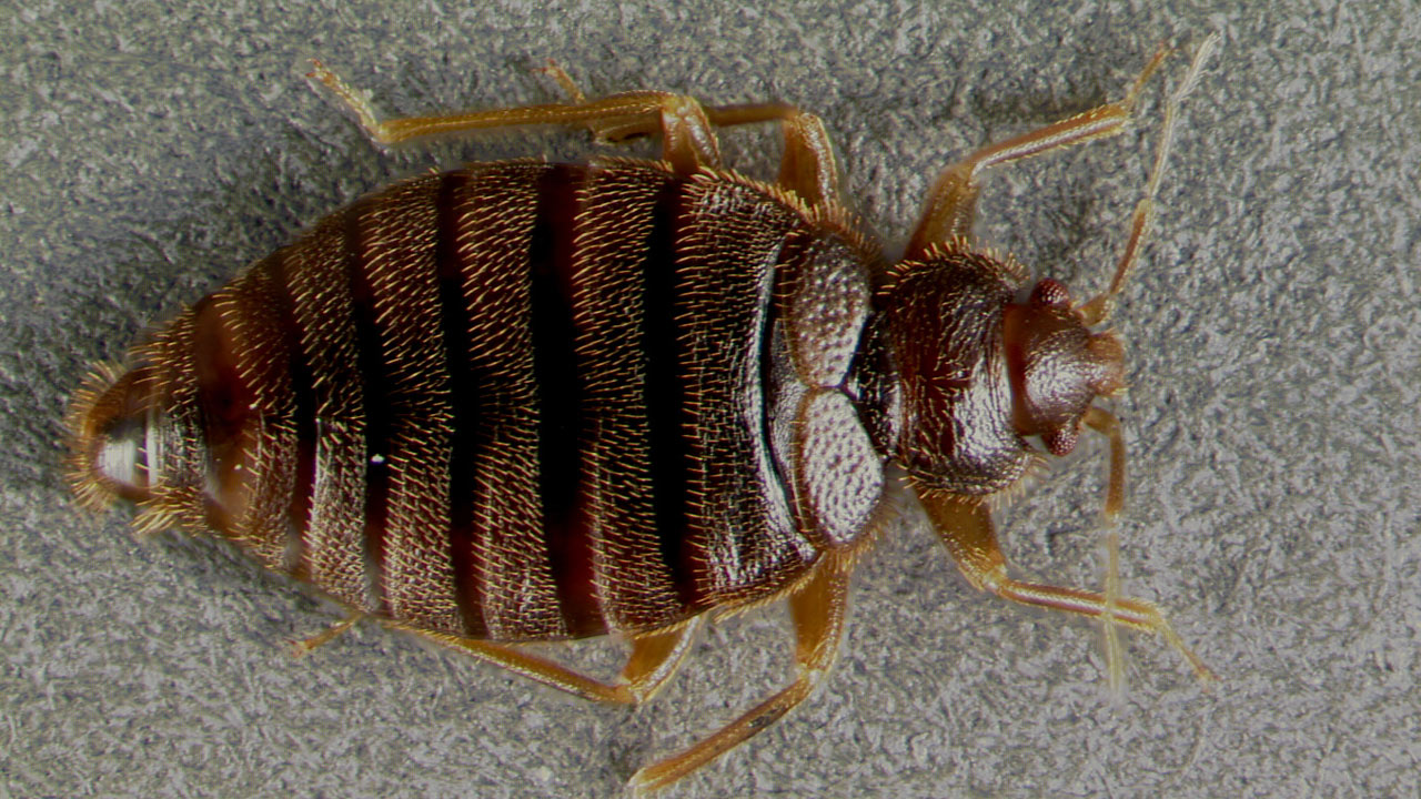 tropical-bed-bug_206500