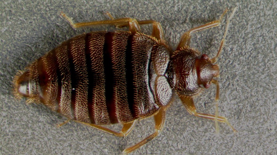 tropical-bed-bug_206500