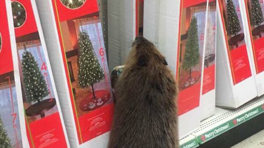 beaver-1_214888