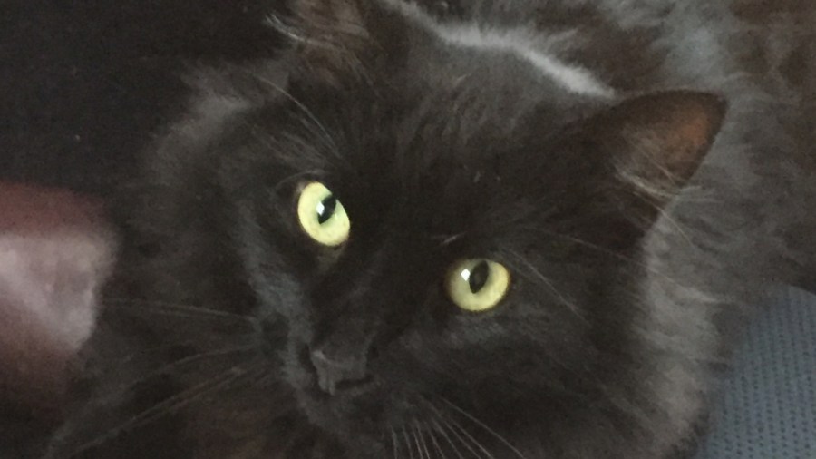 cat_223821