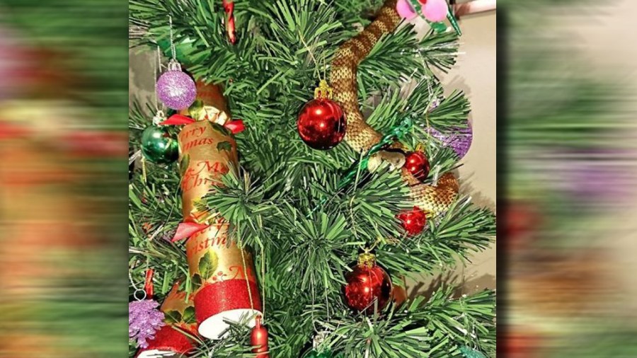 christmastreesnakeweb_222200