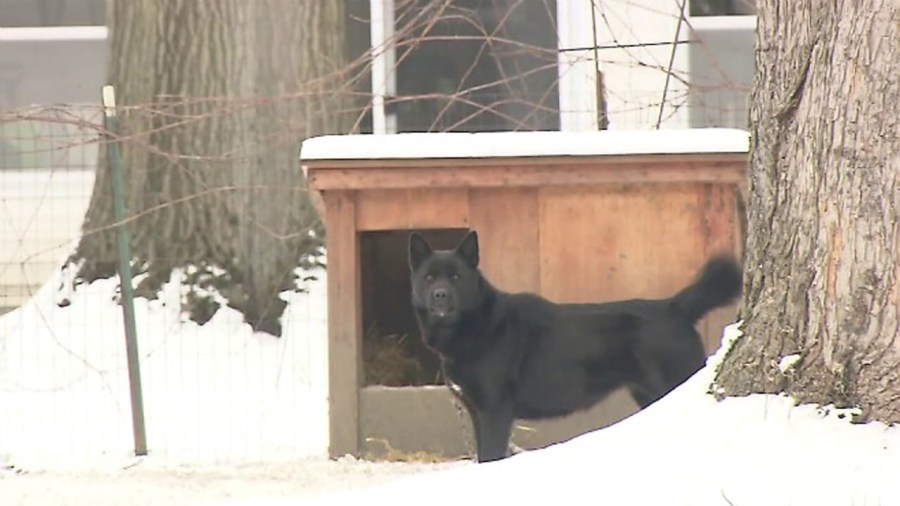 dog-outside-in-cold_220459