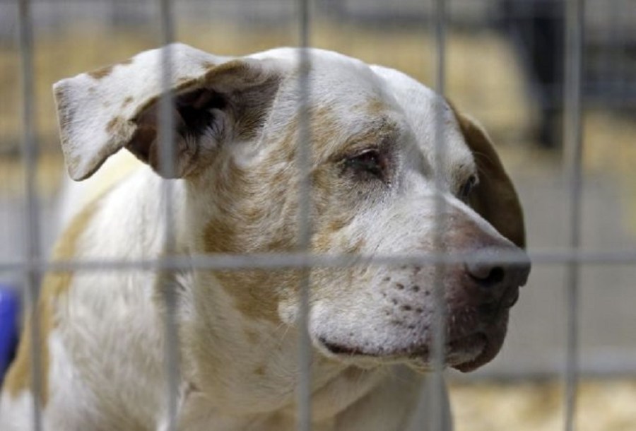 dog_224889