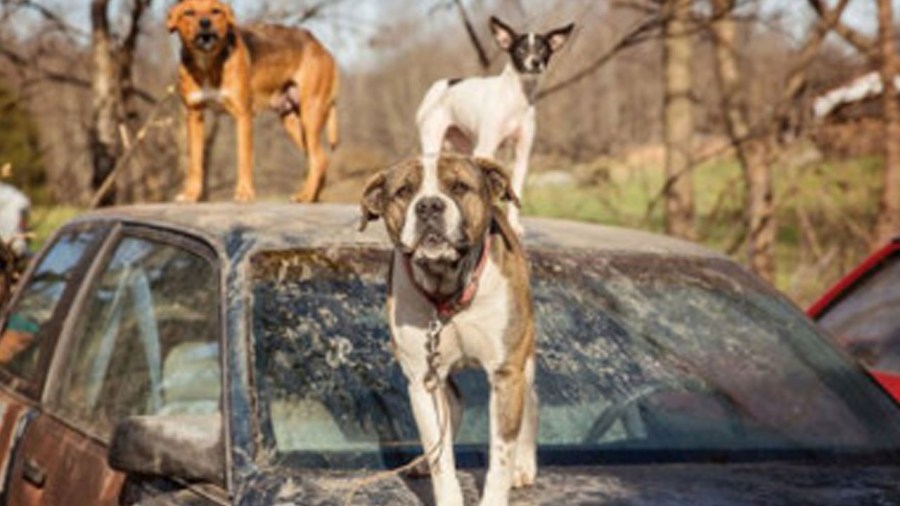 dogsweb_214806