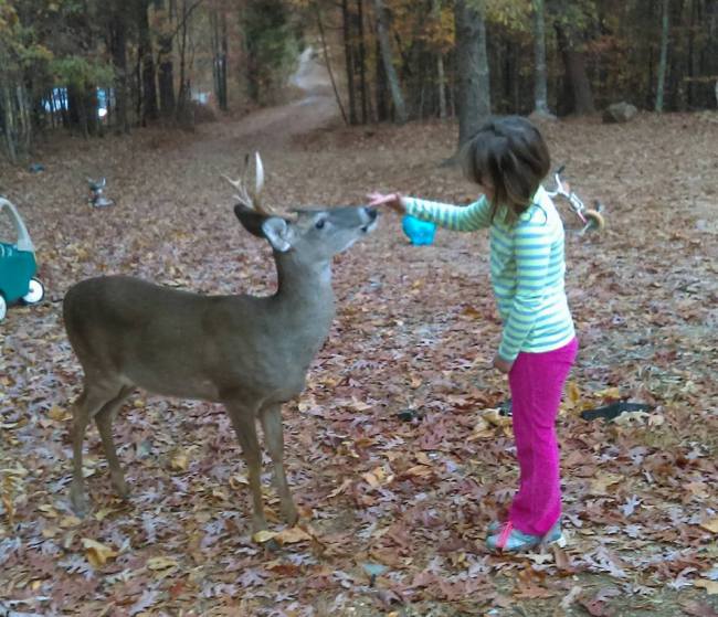 friendly-deer_laura-whitfield_215296