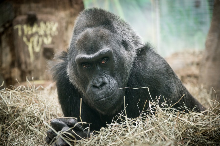 Gorilla (Colo)_215105