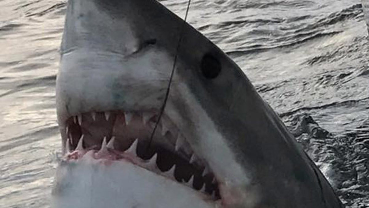 great-white-shark_222794