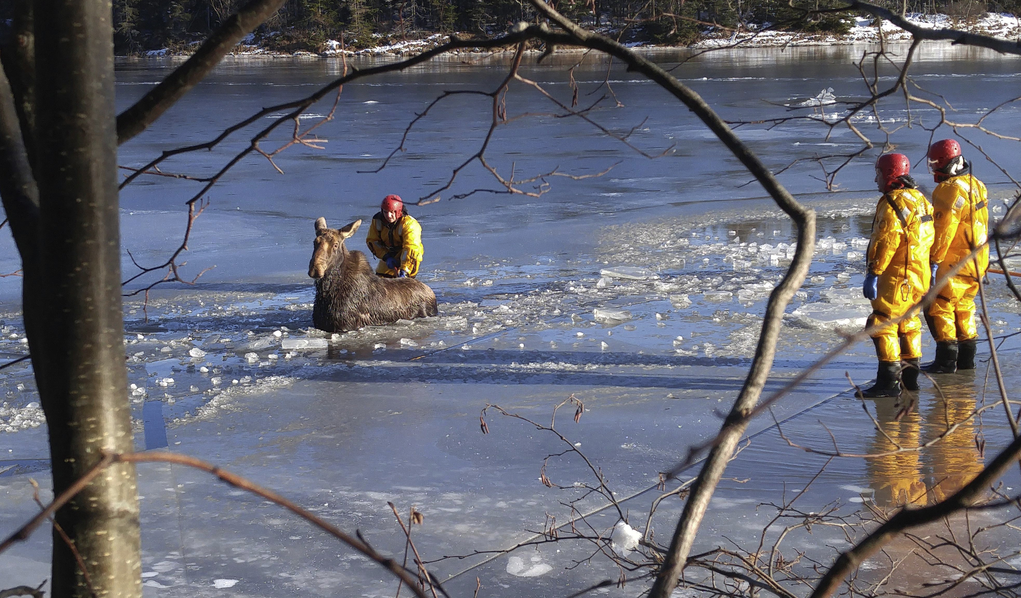 Moose Rescue 20161212_219639