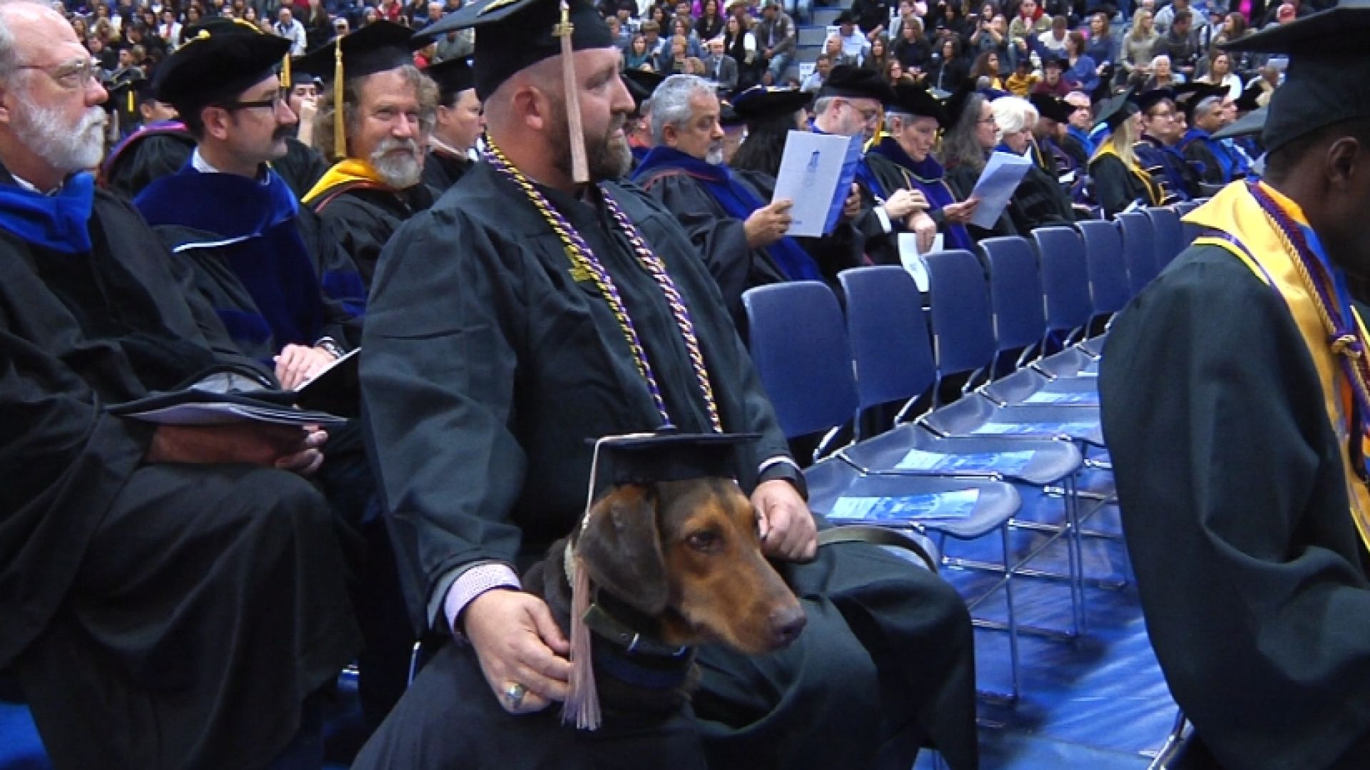 nc_servicedoggrad1212a_1920x1080_219348
