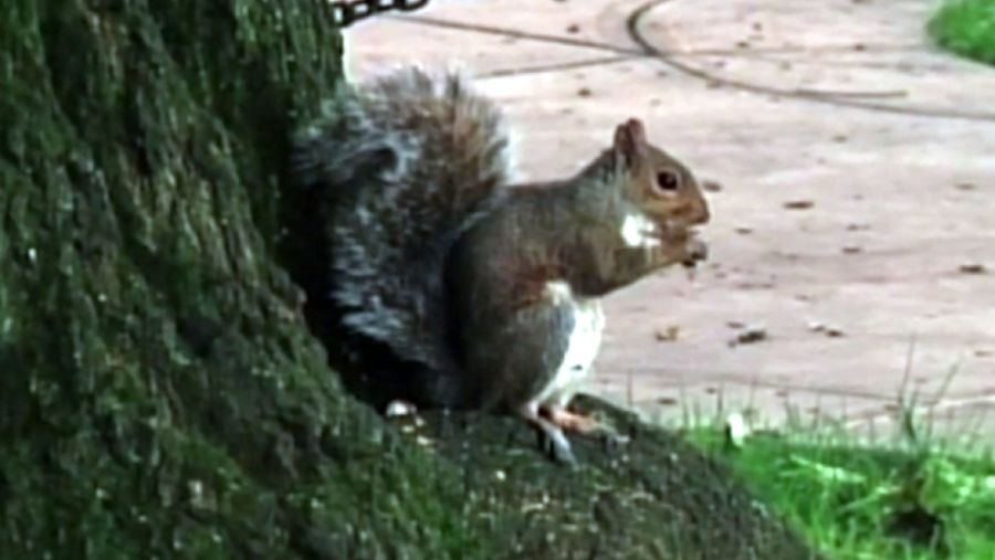 nc_squirrelattack1108_1500x845_205251