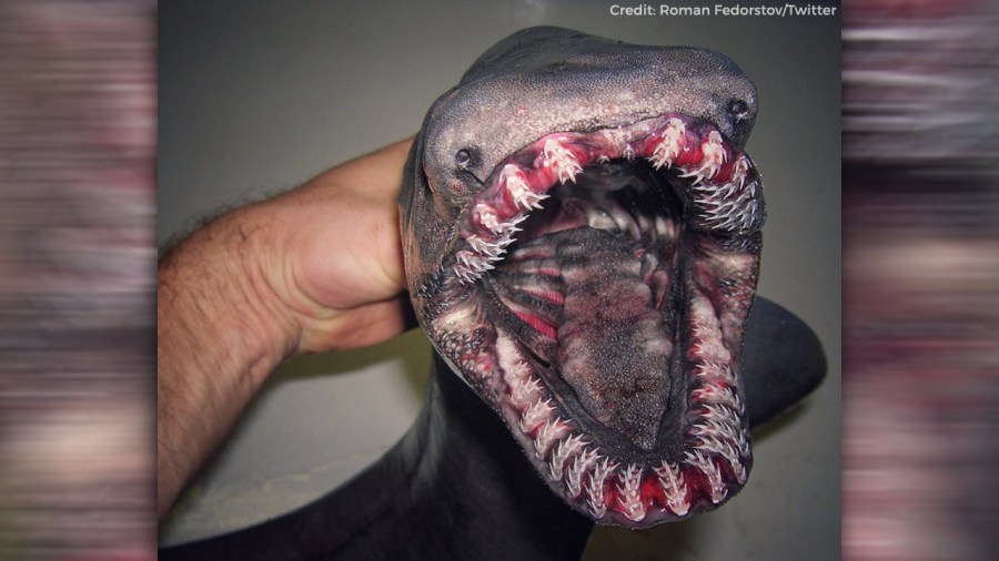 scary-creature_223226