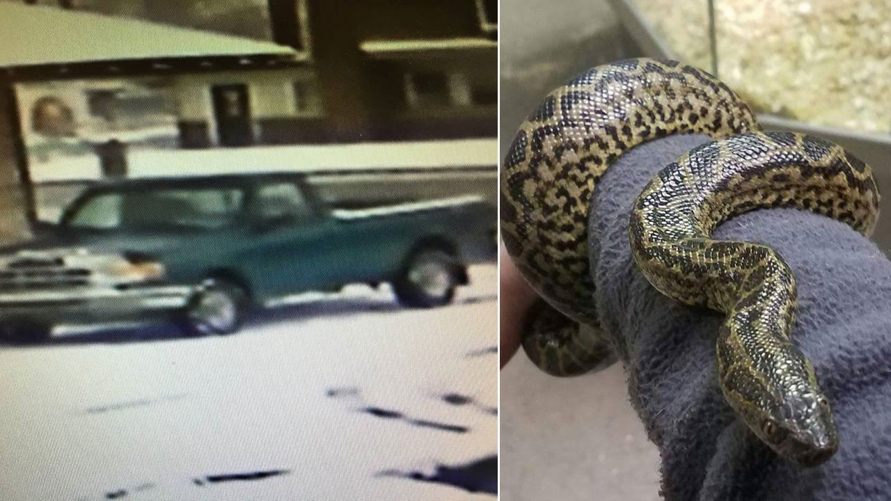 snake-theft_220293