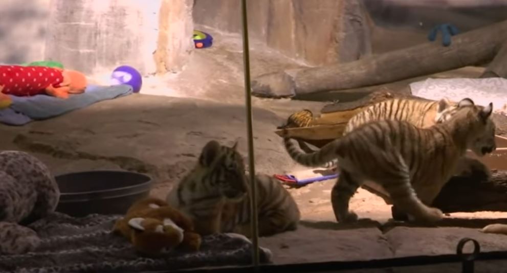 tiger-cubs_215545