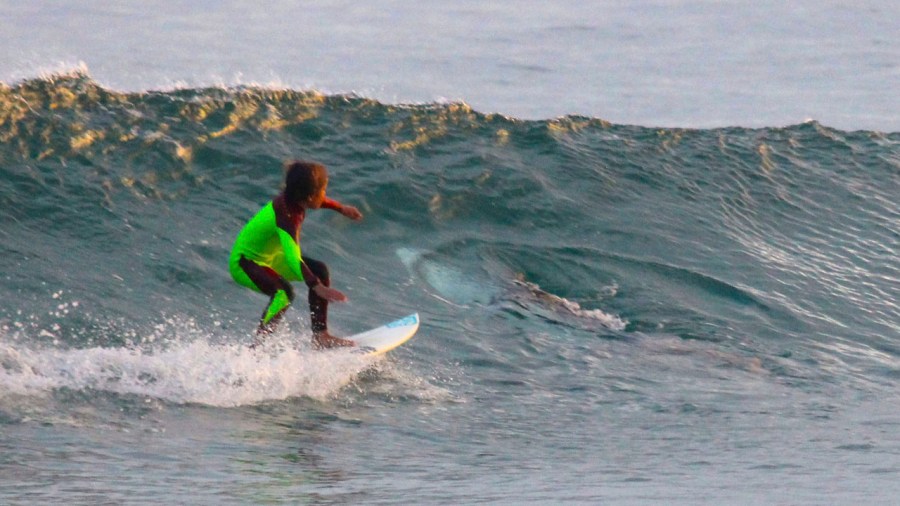 APTOPIX Australia Photo Bombing Shark_236496