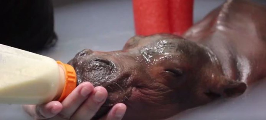 baby-hippo_237107