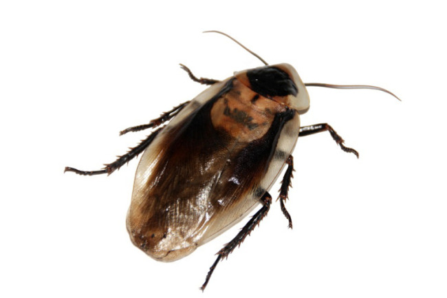 cockroach_ap_235772