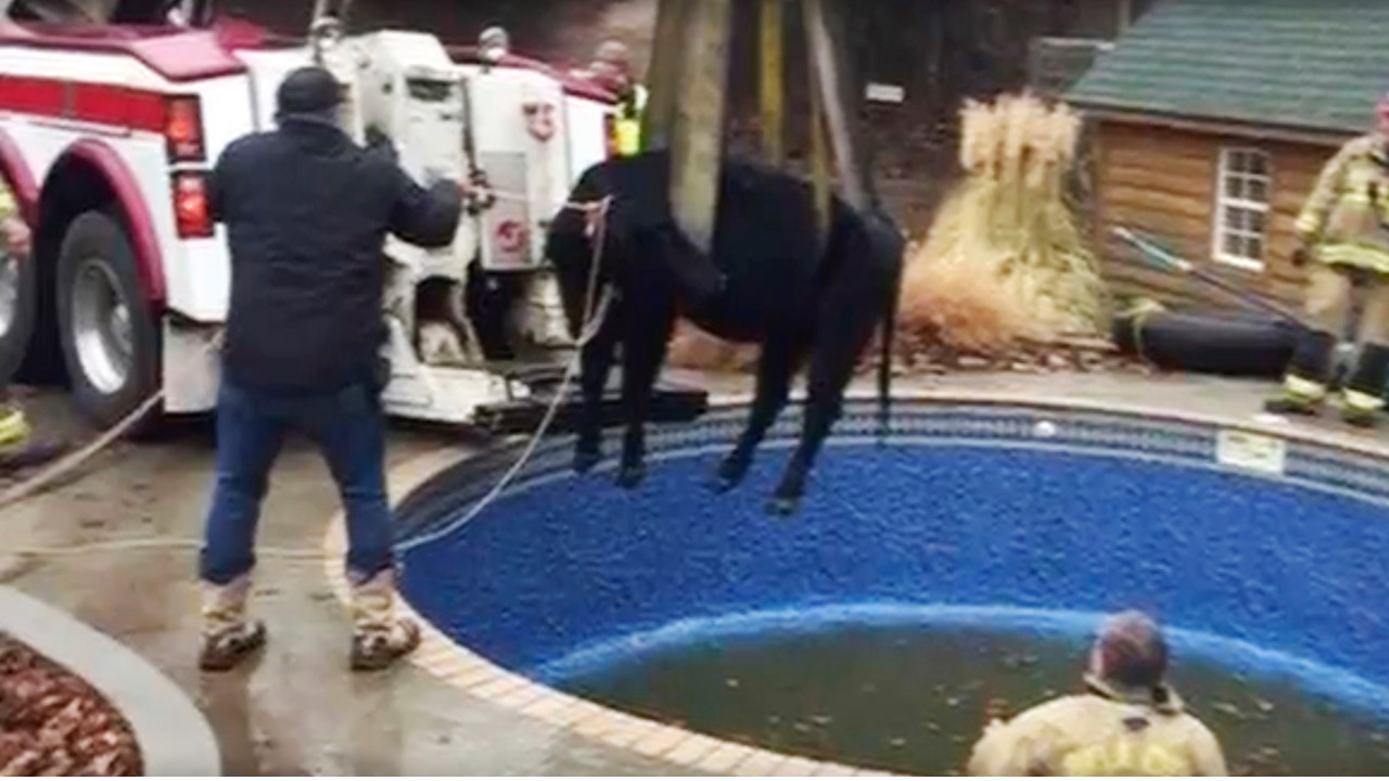 cow-swimming-pool_232458