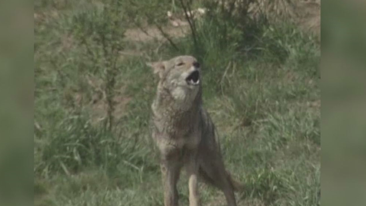 coyote_232537