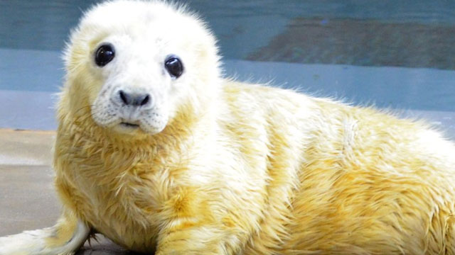 cute-animal-tweet-off_237437