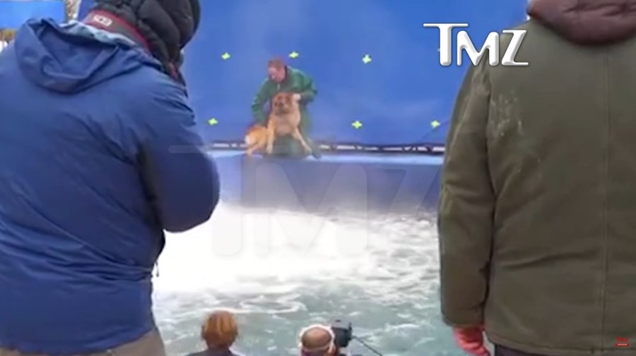 dog-video-a-dog's-purpose_233038