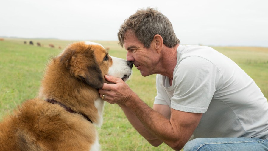 dogs-purpose_233872