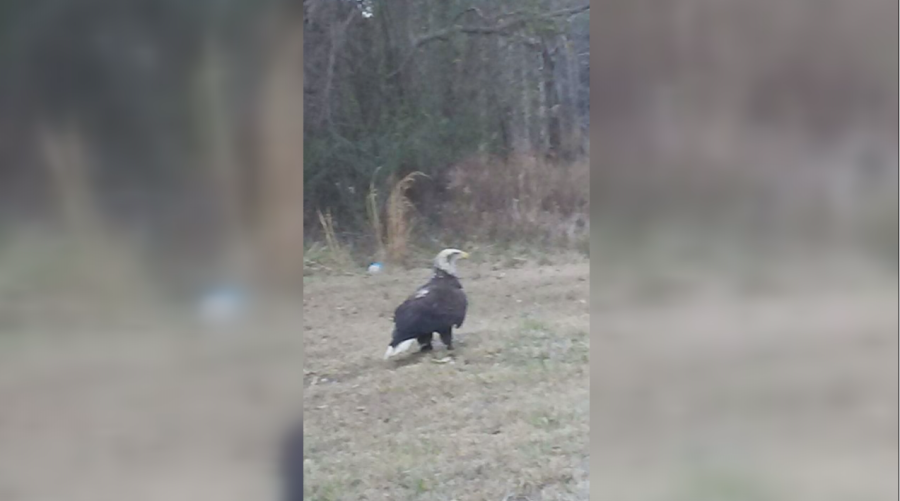 eagle-missing_235765