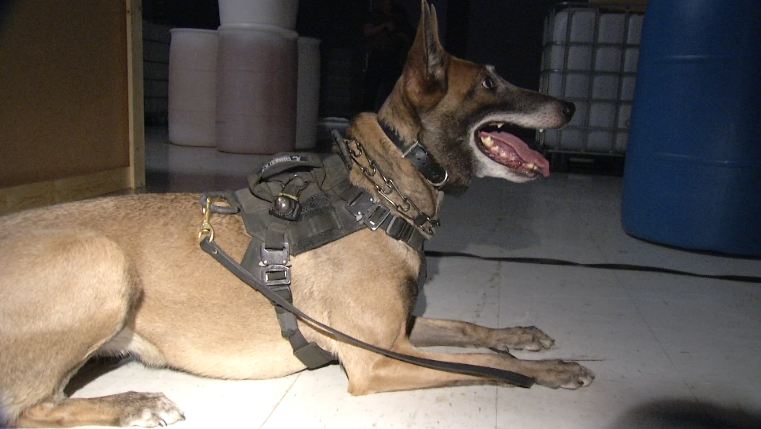 k9training_227057