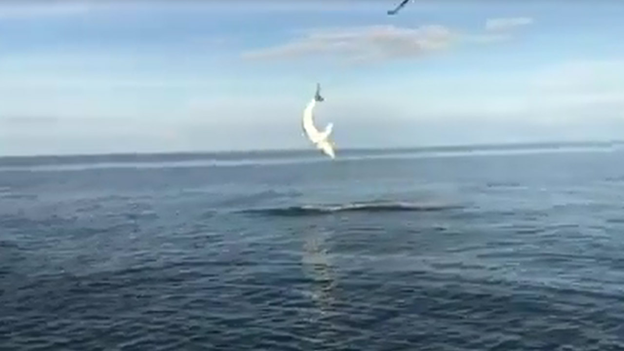 leaping-shark_232042