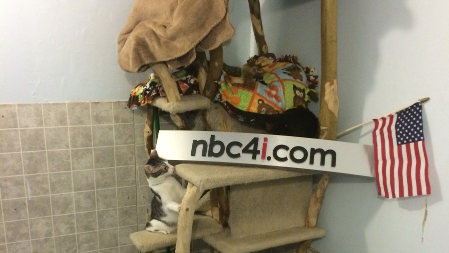 nbc4-cats_233877
