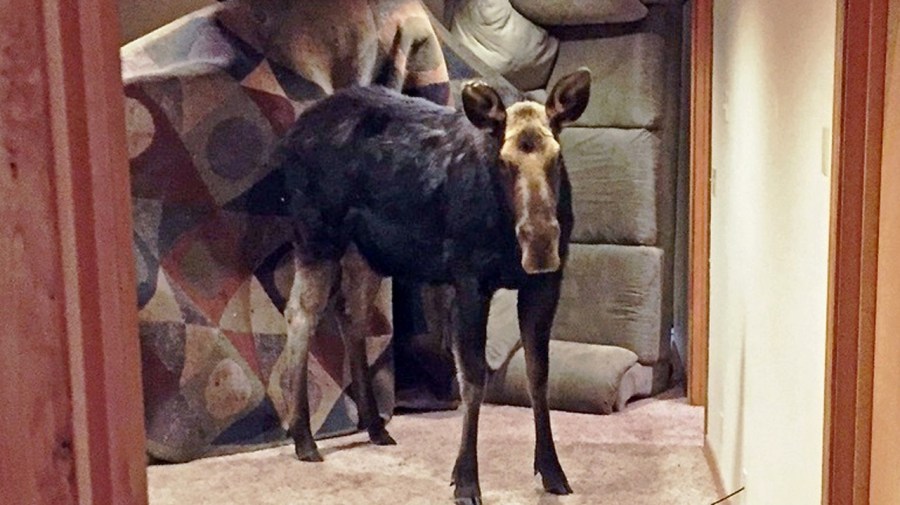 ODD Moose In Basement_239196