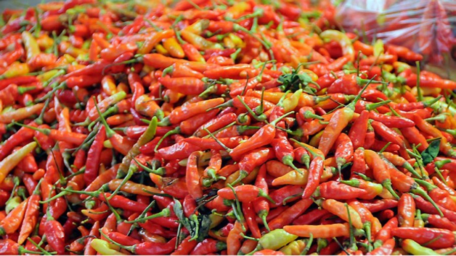 peppers_178575
