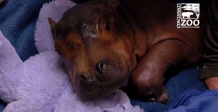 preemie-hippo_236126
