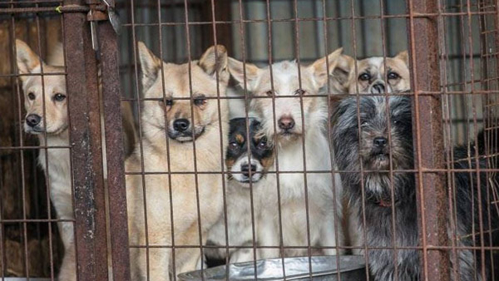 r-south-korean-dog-meat-far_234231