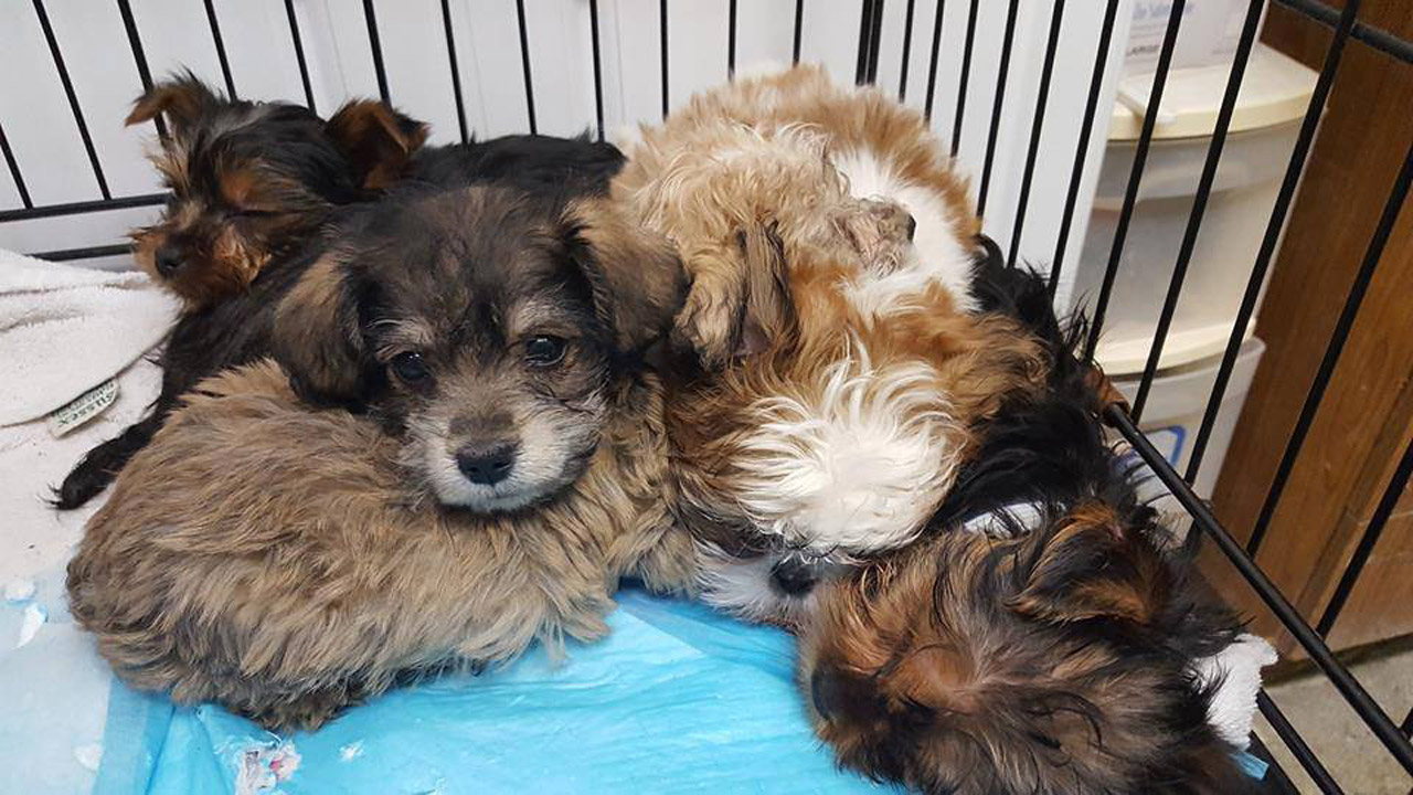 rescued-puppies_236950