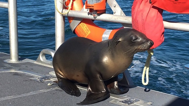 sealion_231894