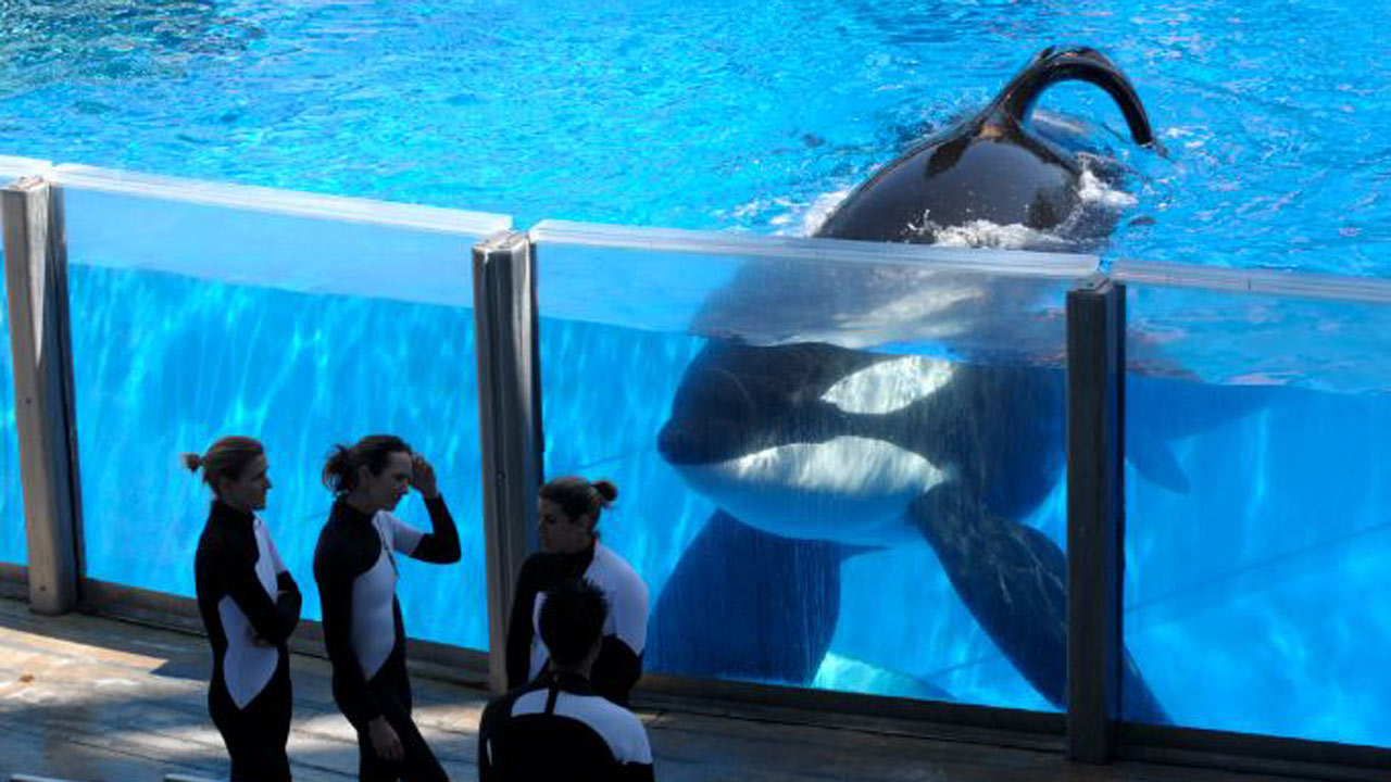 seaworld-tillicum_228040