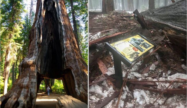 sequoia_229125