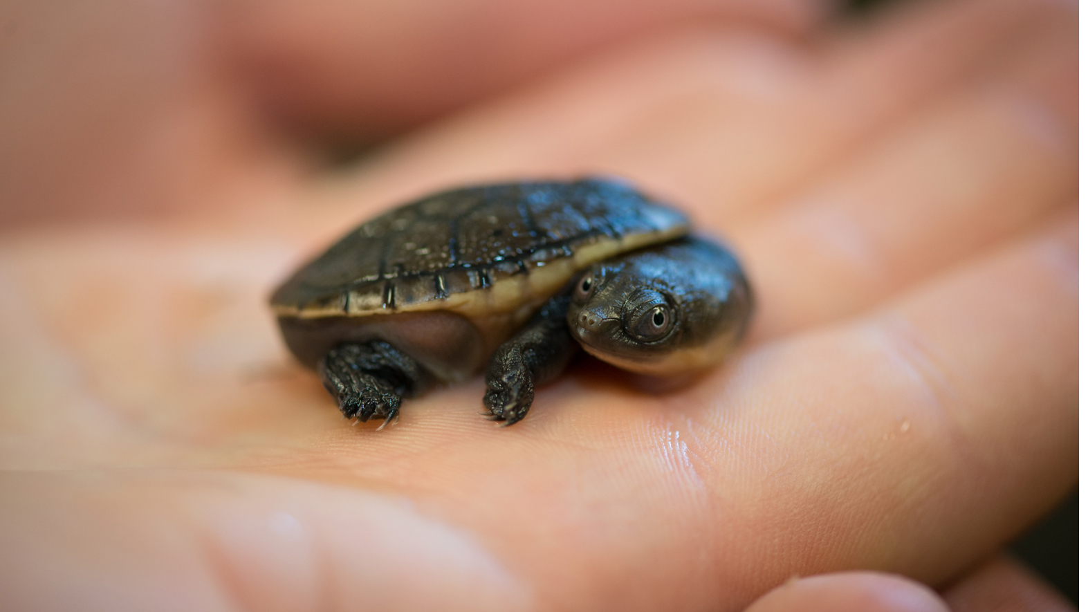 Snake-Necked Turtle_228212