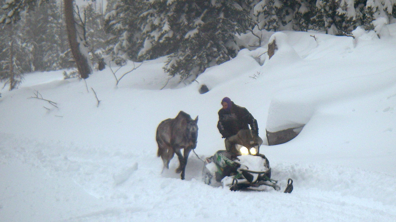wilderness-horse-1_236535