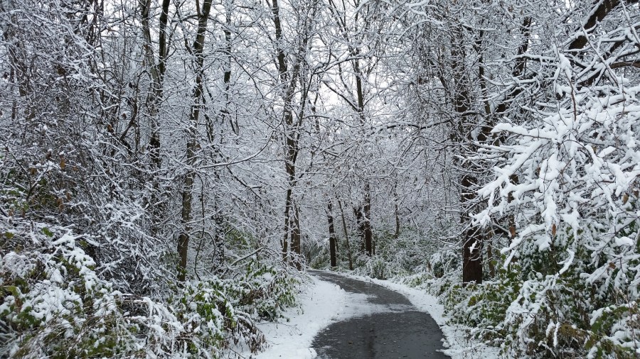 winter-path1_228325