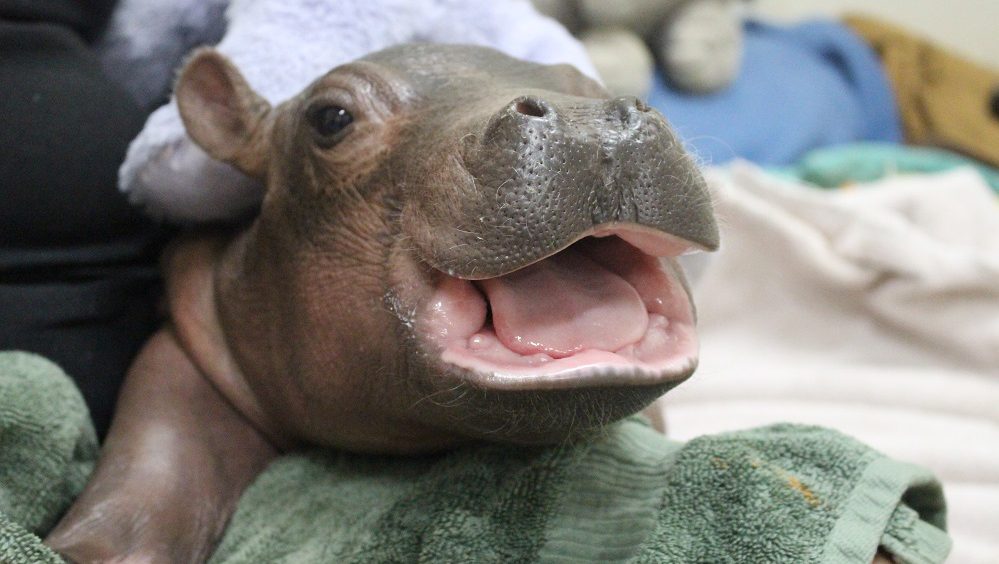 baby-hippo_240158