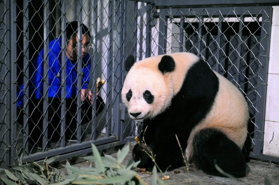 China US Panda Arrival_256200