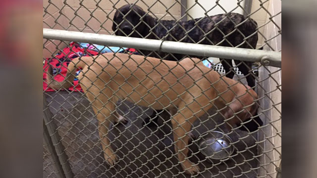 clarksville-dogs_253003