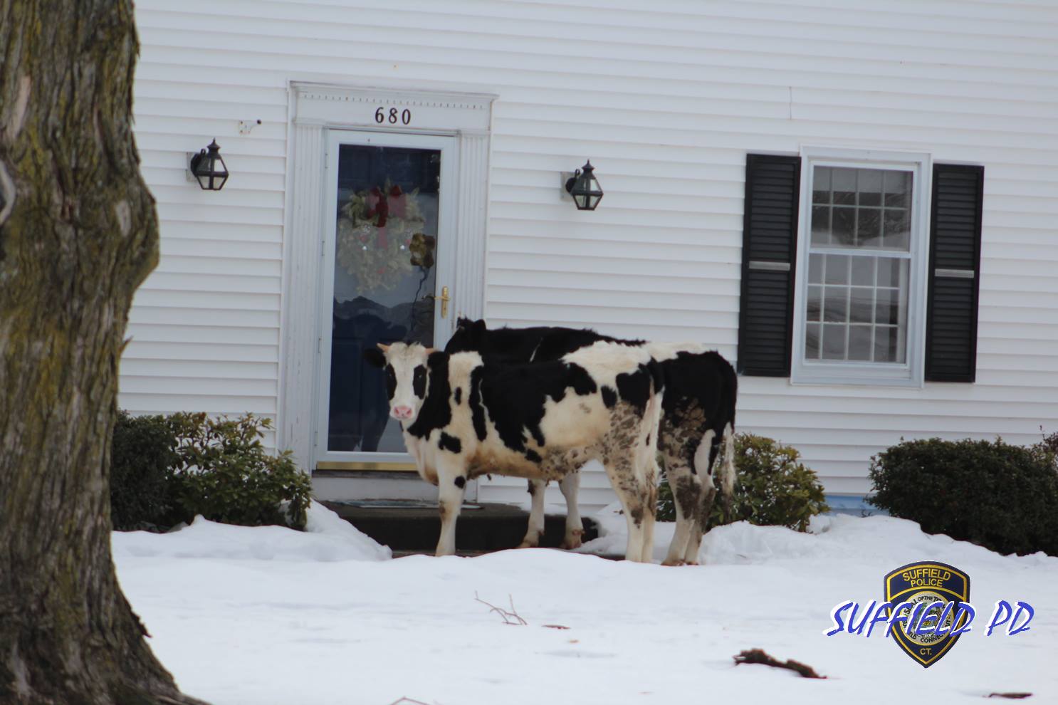 connecticut-cows_254407