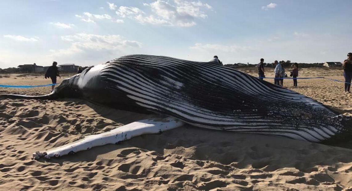deadwhale_250212