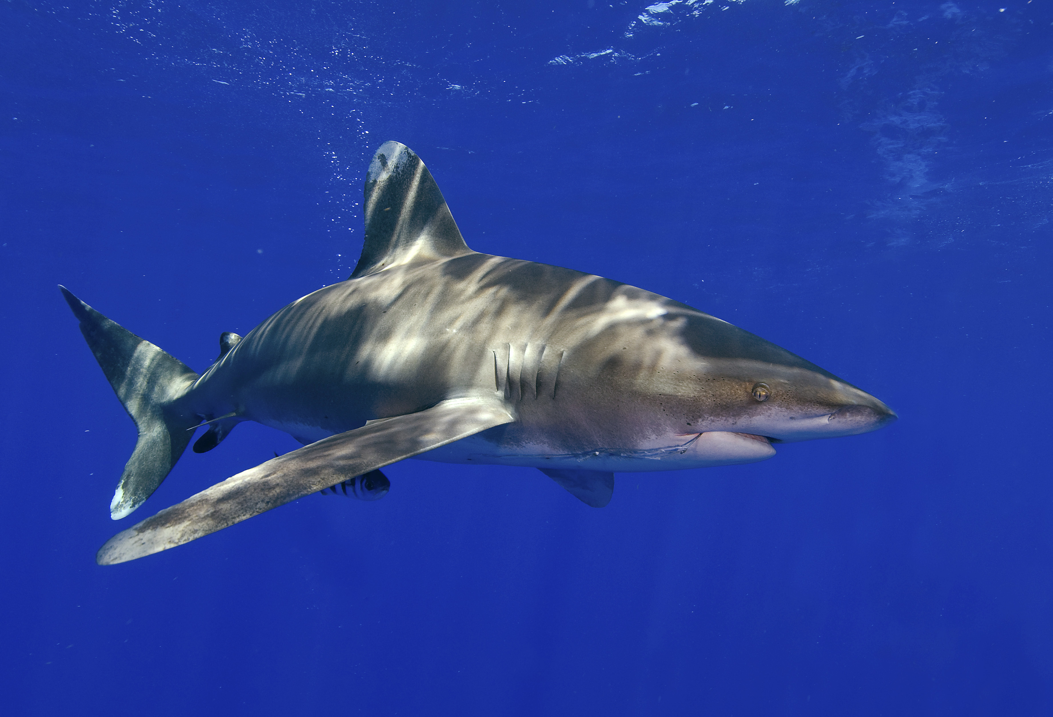 Declining Shark_243849